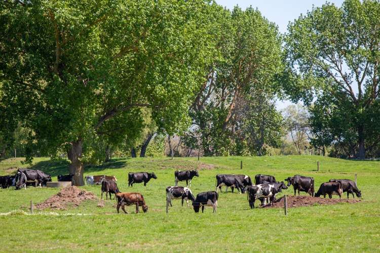 16 Ferry Road Hikutaia_21