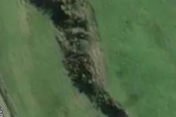 Woodstock - Rimu Road_0