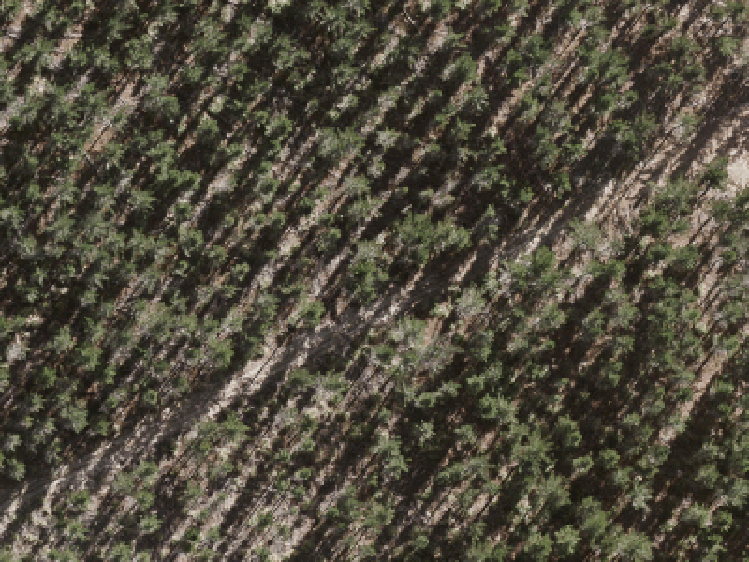 8 Te Ara Ruruhau Tairua_0