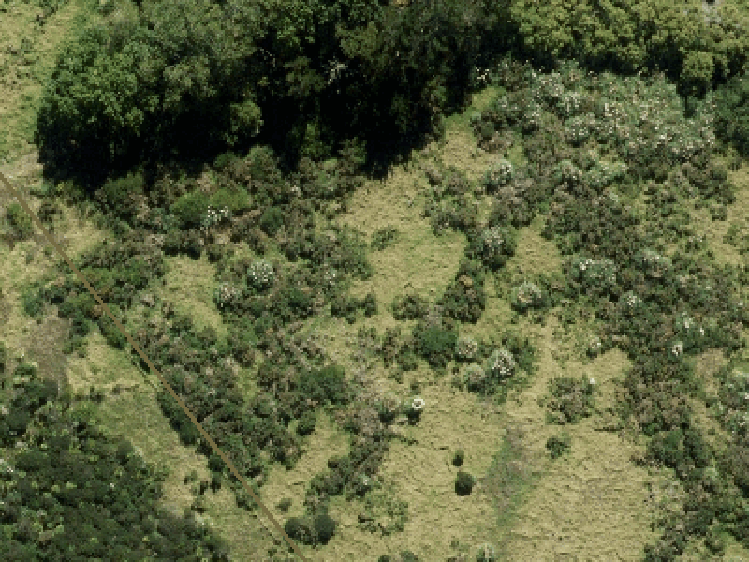 1380 Hibiscus Coast Highway_0